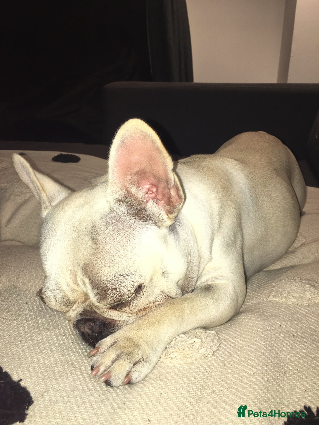 French Bulldog dogs for sale: Female Frenchie needing new home - Image 10