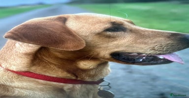 Labrador Retriever dogs - Advert 1
