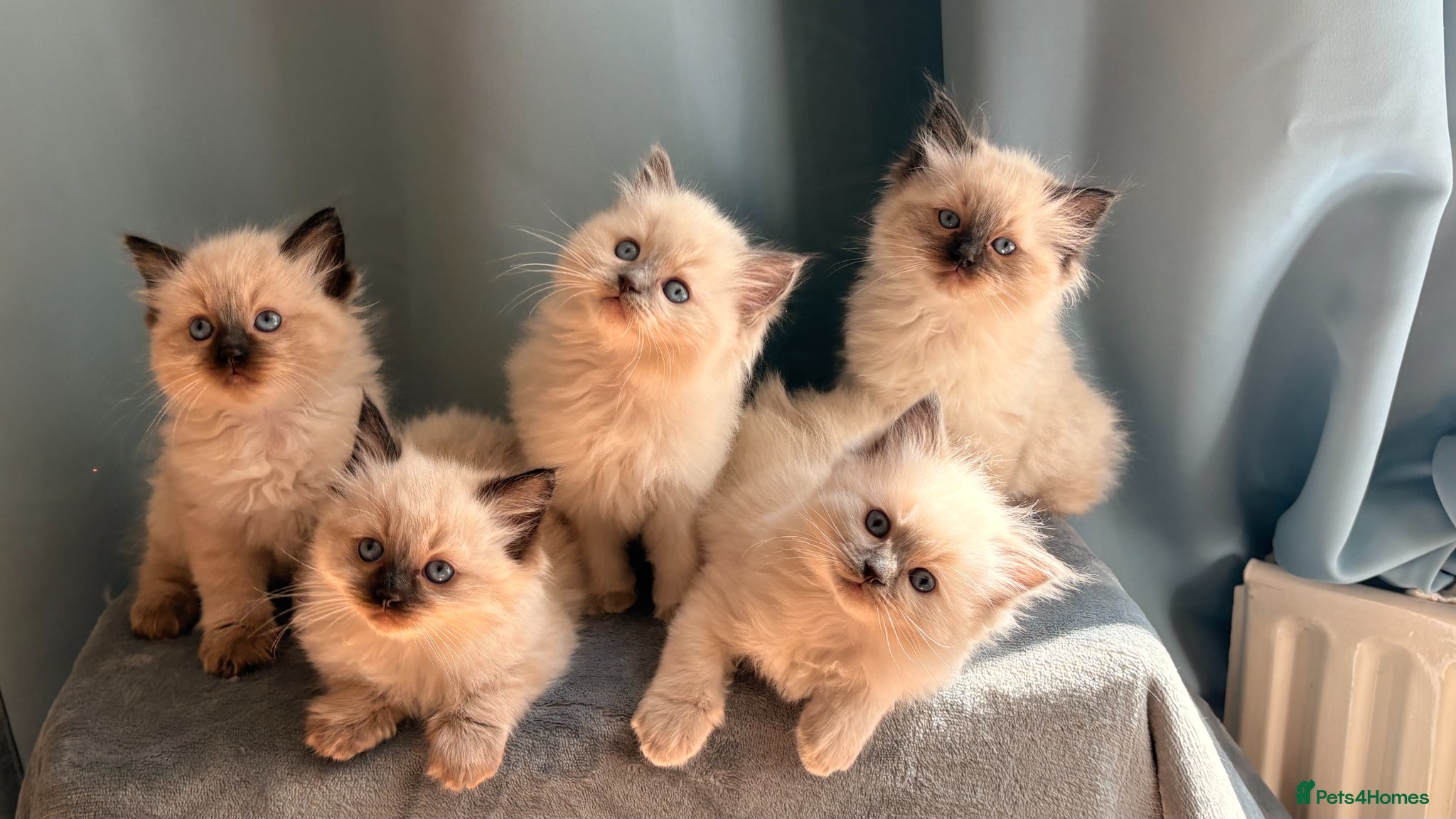 Ragdoll cats for sale: Beautiful Ragdoll Kittens – Seal & Blue Point  - Advert 1