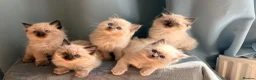 Ragdoll cats for sale: Beautiful Ragdoll Kittens – Seal & Blue Point  - Advert 1