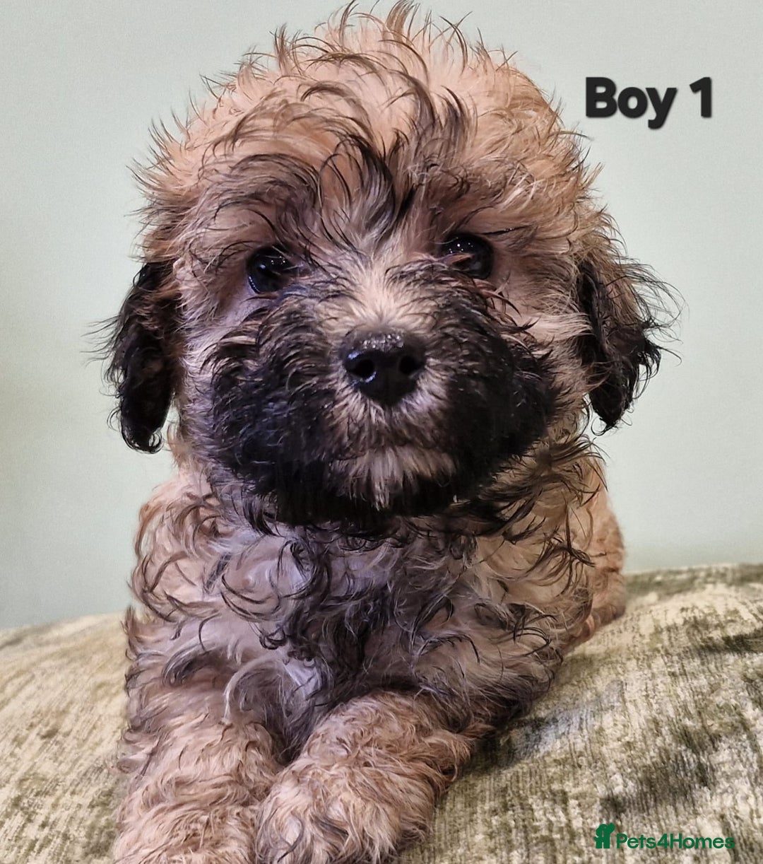 Maltipoo dogs for sale: Maltipoo puppy's - ready august 19th!  - Image 4