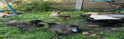 Ducks poultry for sale: Mixed ducks - Advert 6