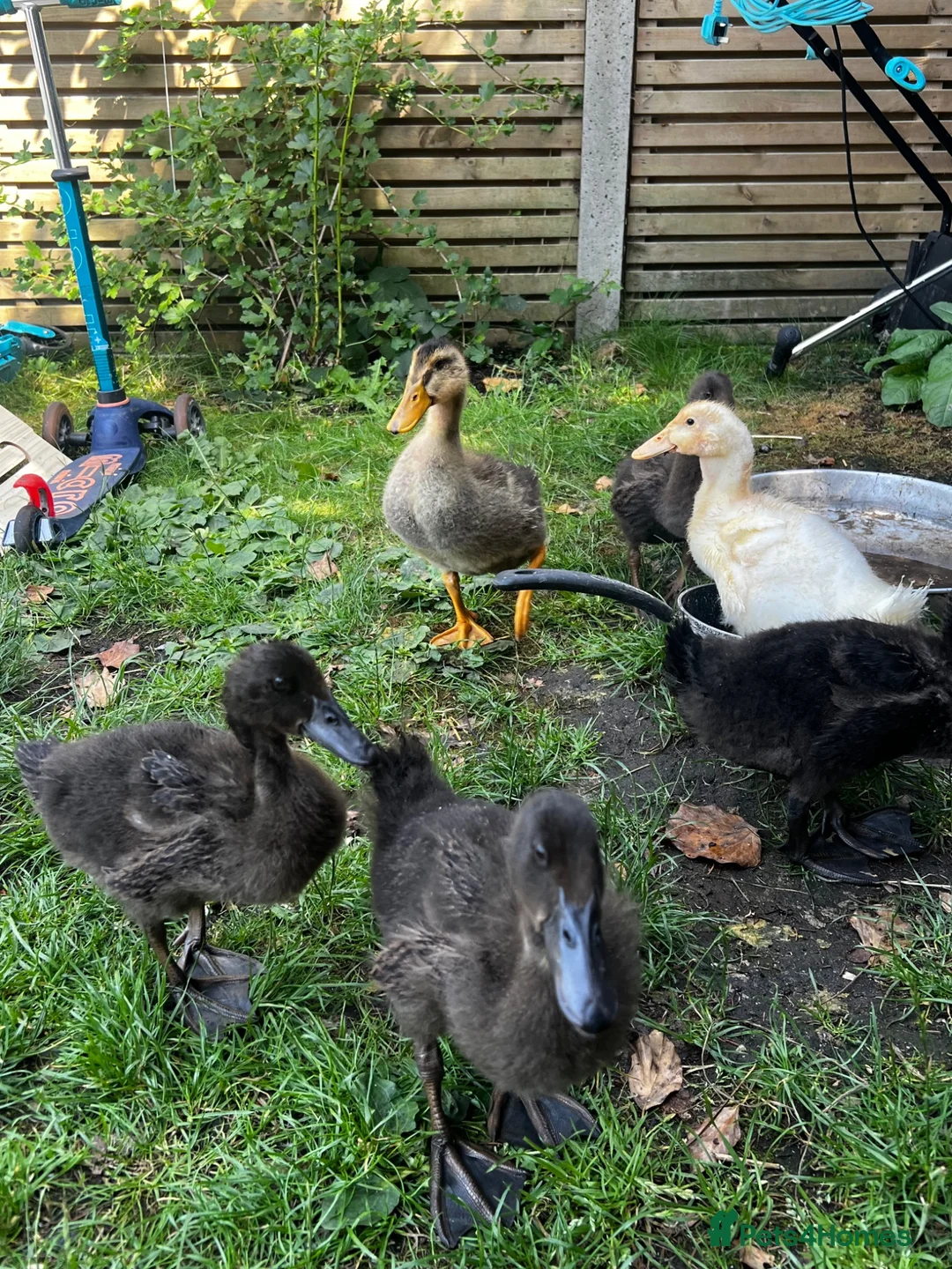 Ducks poultry for sale: Mixed ducks - Advert 6