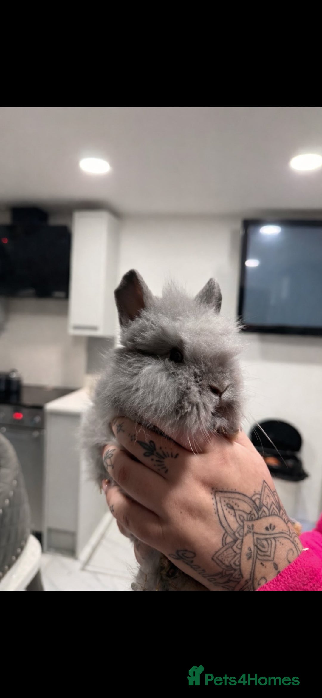 Lionhead rabbits for sale: 5 lionhead rabbits  - Advert 4