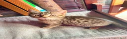 British Shorthair cats for sale: Stunning British Shorthair Kittens Ready Now! - Advert 39