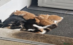 Domestic Shorthair cats for sale: Kittens for sale - Image 3