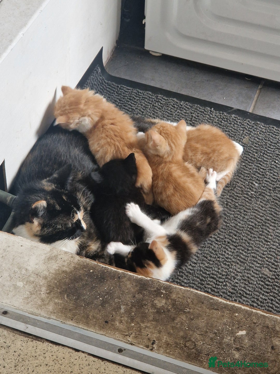 Domestic Shorthair cats for sale: Kittens for sale - Image 3