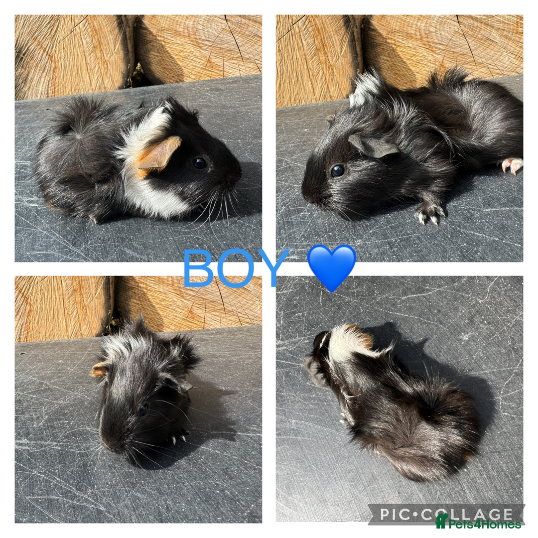 Guinea Pig rodents for sale: Purebred Teddy,Funky+smooth piggy’s (Boys+Girls) - Image 5