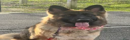 German Shepherd dogs for sale: Loving German shepherd female 19 month old - Advert 3