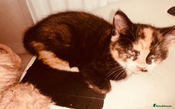 British Shorthair cats for sale: Adorable Multi colour Torty FOR SALE - Image 8