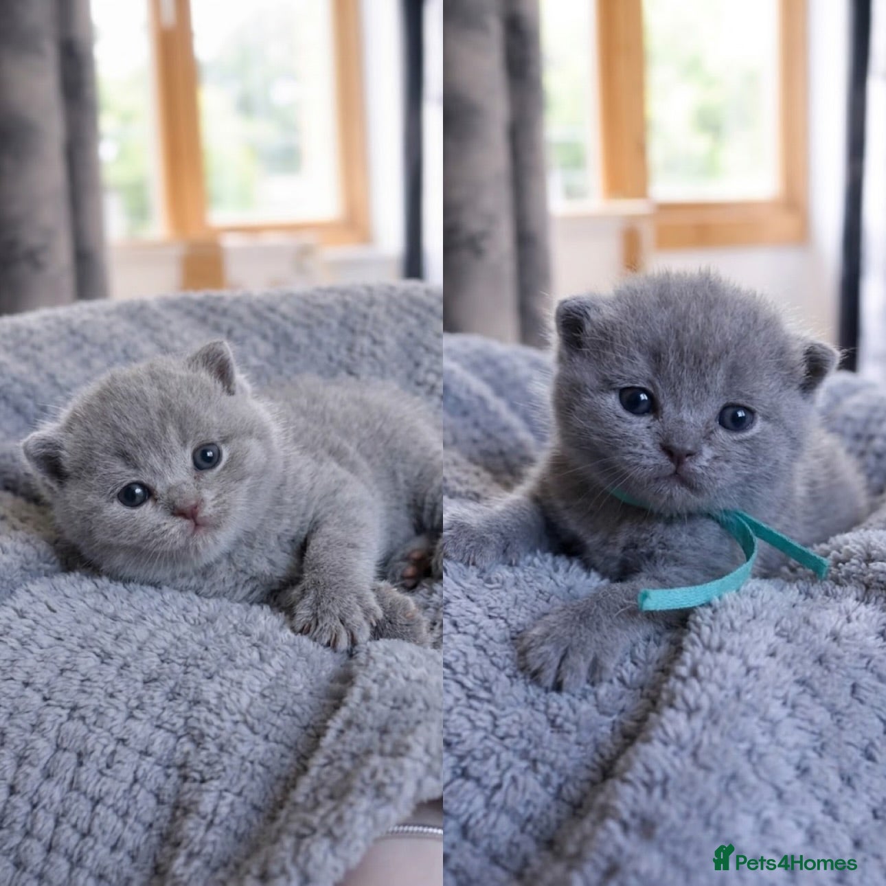 British Shorthair cats 🏆Pedigree Registered Champion Line BSH Kittens🏆 - Advert 6