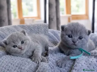 British Shorthair cats 🏆Pedigree Registered Champion Line BSH Kittens🏆 - Advert 6