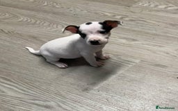 Jack Russell dogs for sale: Beautiful girl Jack Russell puppy  - Image 1
