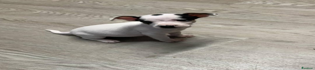 Jack Russell Puppy 4