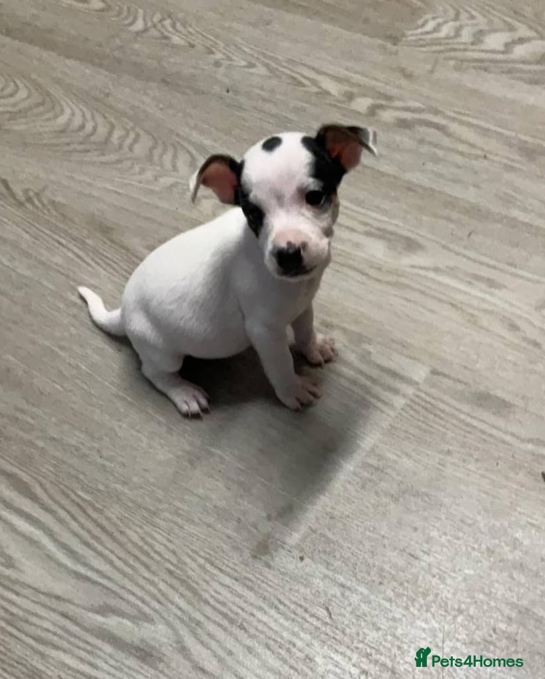 Jack Russell dogs for sale: Beautiful girl Jack Russell puppy  - Image 1