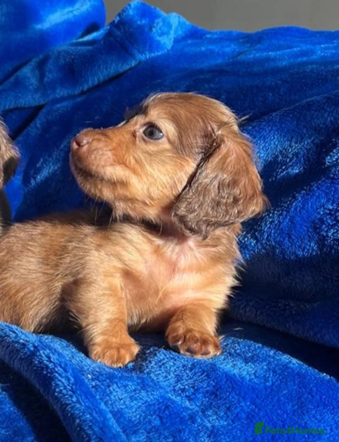 Dachshund dogs for sale: SHADED CREAM EXTRA MINI DAXIS PRA KC REG  - Advert 6