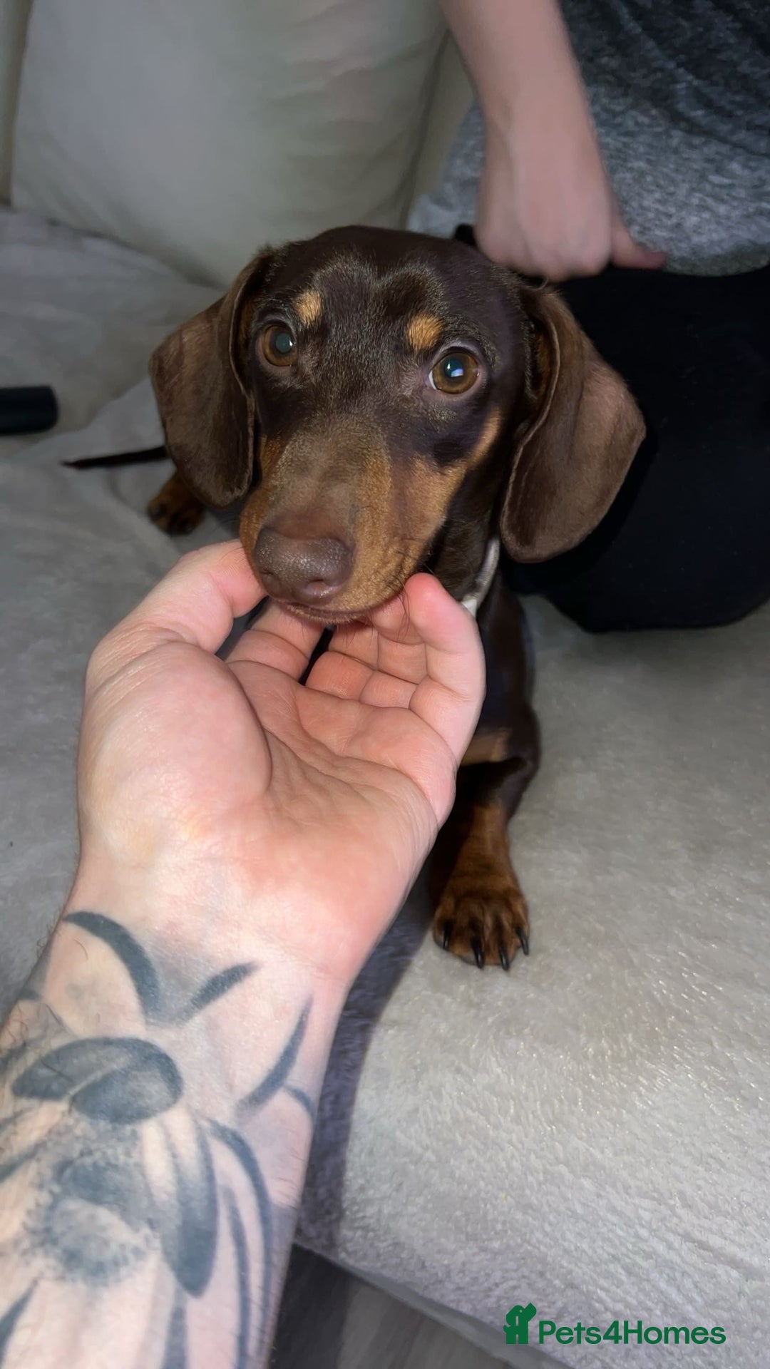 Miniature Dachshund dogs for sale: Teddy The Miniature Dachshund - Advert 2