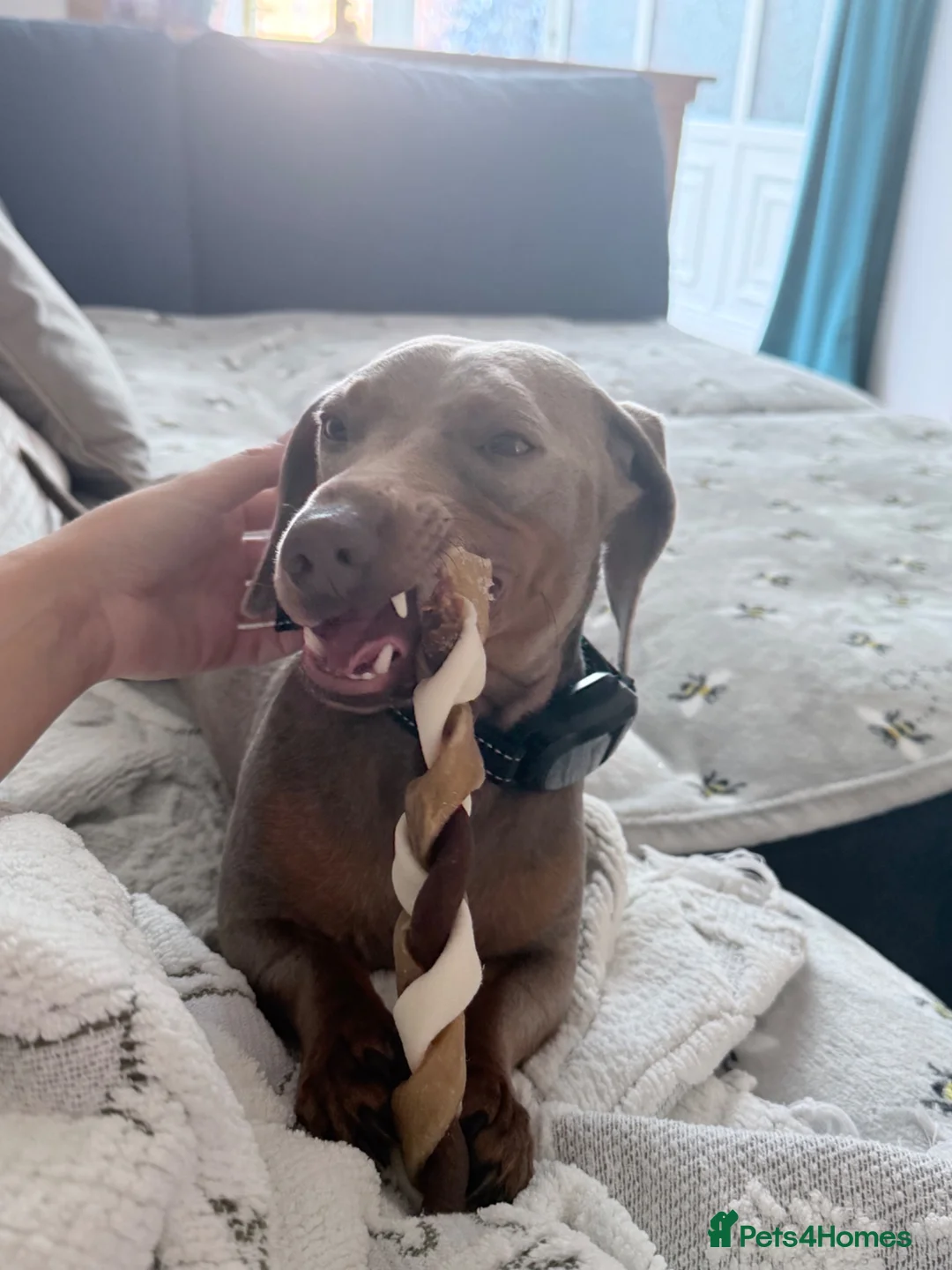 Dachshund dogs for sale: Mini Milo - Advert 2