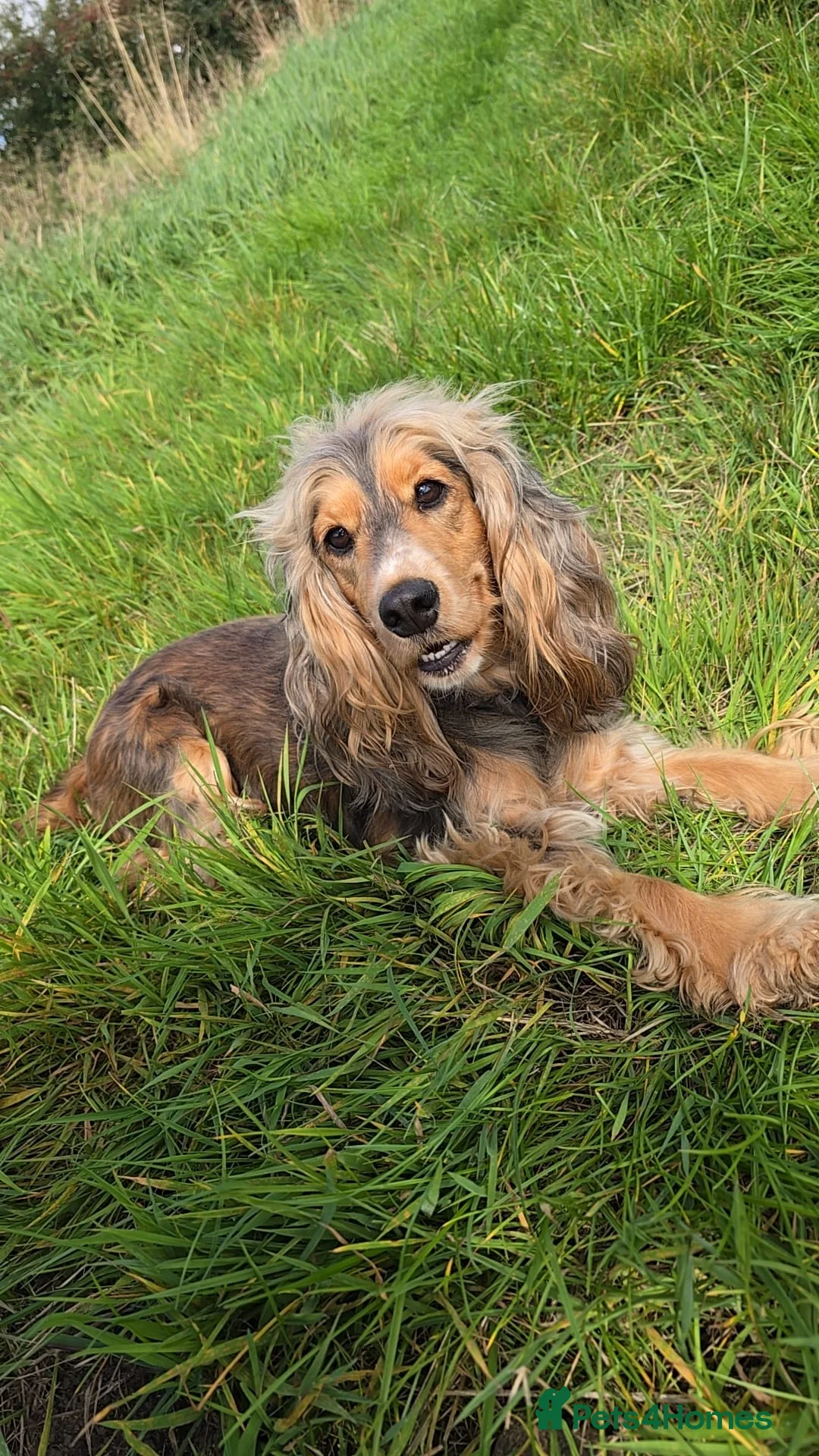 Cocker Spaniel dogs for sale: Stunning Sable Cocker Spaniel Puppies for sale.  - Advert 2