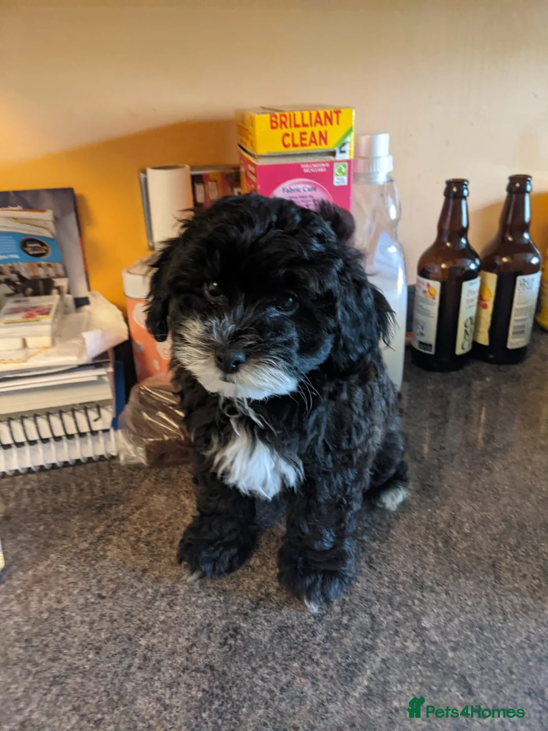 Poodle dogs for stud: 🏆PROVEN🏆sable miniature poodle health tested in Havant - Advert 20