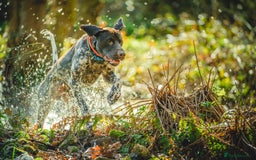 German Shorthaired Pointer dogs for stud: KC Registered German Shorthaired Pointer at Stud in Liverpool - Image 9