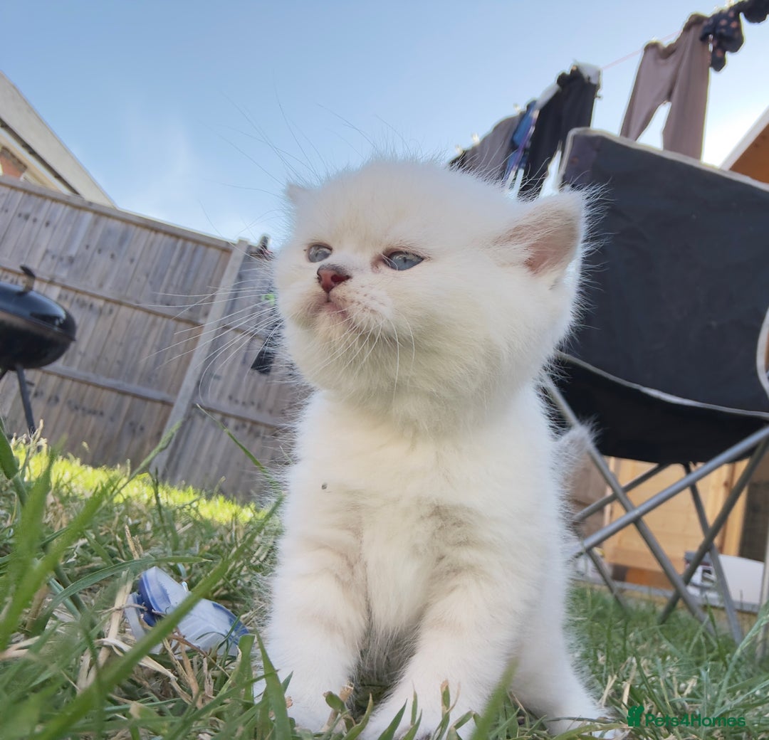 British Longhair cats for sale: 6 Adorable British ShortHair X LongHair kittens .  - Image 33