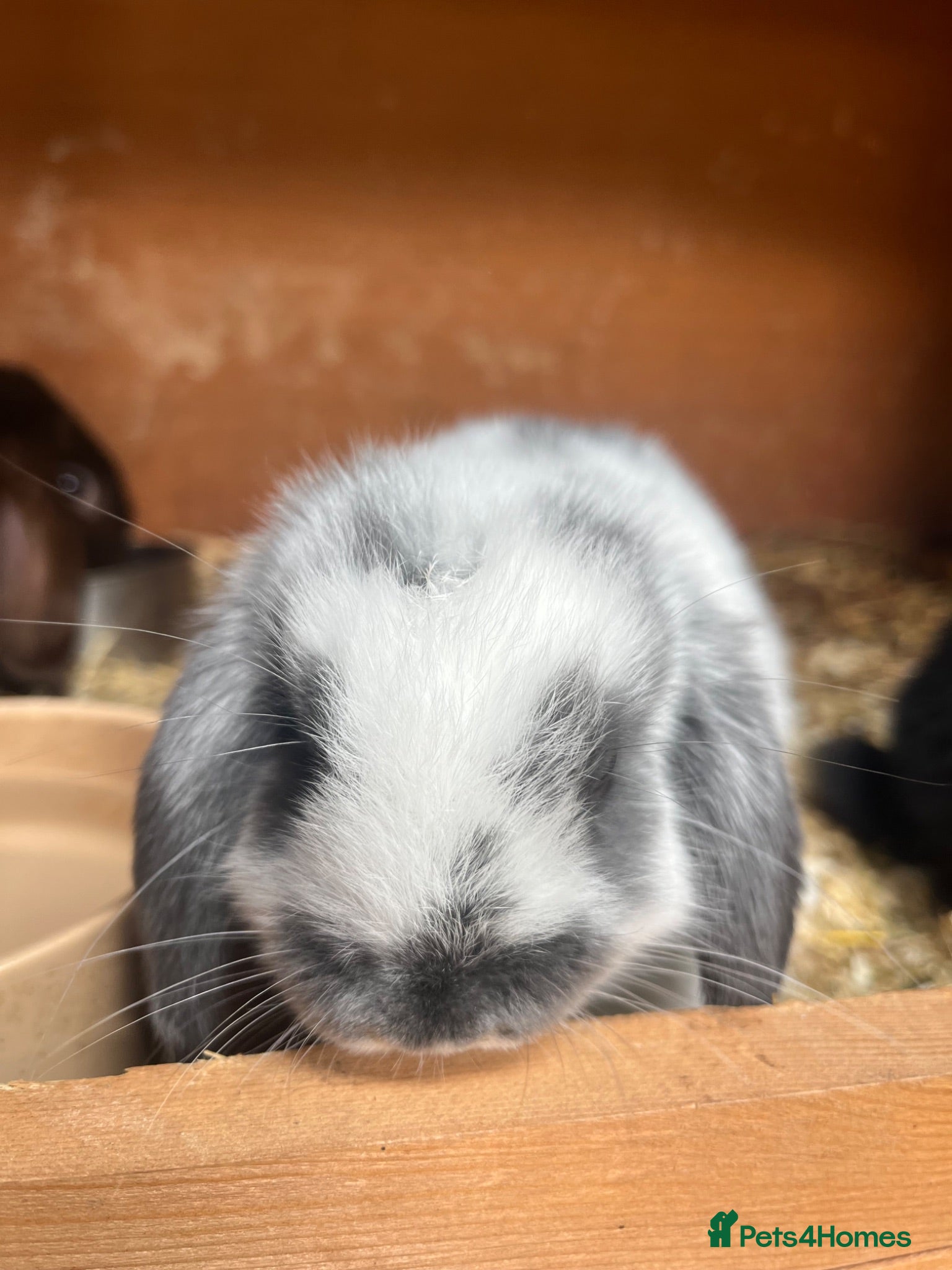 Mini Lop rabbits Beautiful Mini Lop kits  - Advert 7