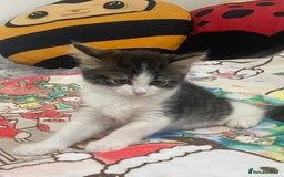 Mixed Breed cats for sale: Mix maine cone kittens  - Image 9