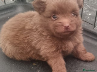 Pomeranian dogs - Advert 4