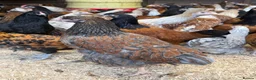 Chickens poultry for sale: Pure breed Hens & Bantams in a massive range  - Advert 3