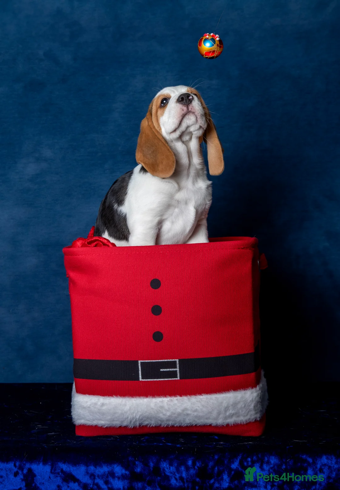 Beagle dogs for sale: CH Sired, Fully Health Tested, KC Reg, Beagle Pups - Advert 27