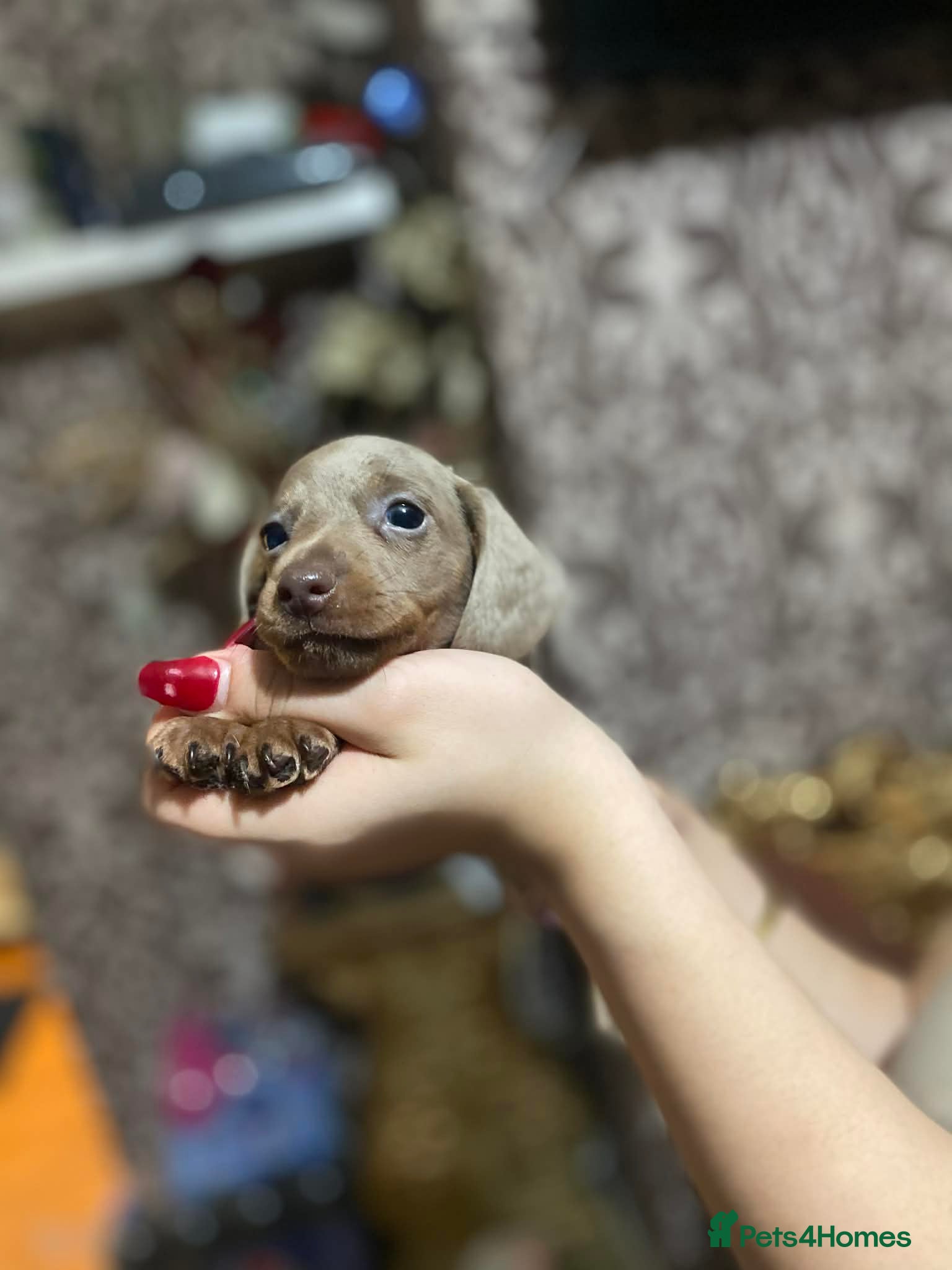 Dachshund dogs !One Boy left!Gorgeous Dachshunds available  - Advert 2