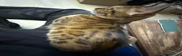 Bengal cats for sale: Female Friendly Bengal mother - Advert 3