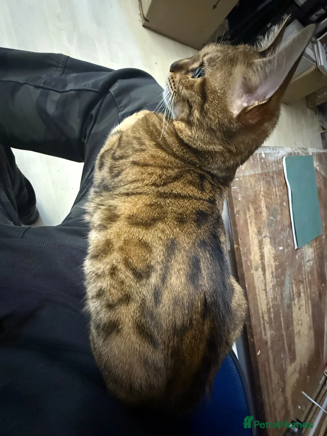 Bengal cats for sale: Female Friendly Bengal mother - Advert 2