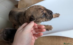 Mixed Breed dogs for sale:  cane corso cross Shar pei  - Image 9