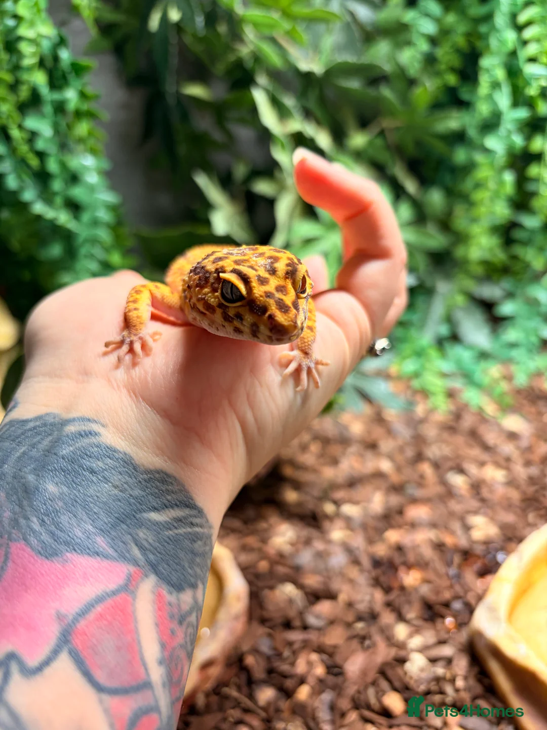 Gecko reptiles for sale: Four leopard geckos & large vivarium set up - Advert 4