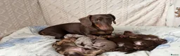 Dachshund dogs for sale: Gorgeous Miniature Dachshunds  in Deal - Advert 12
