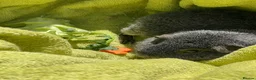Guinea Pig rodents for sale: Friendly female and male guineapig  in Bournemouth - Advert 4