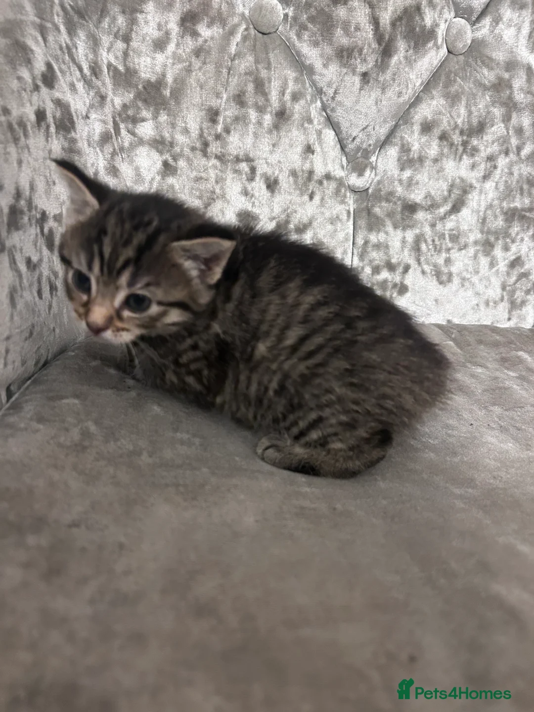 Mixed Breed cats for sale: Maine coon & tabby mix in Barnsley - Advert 2