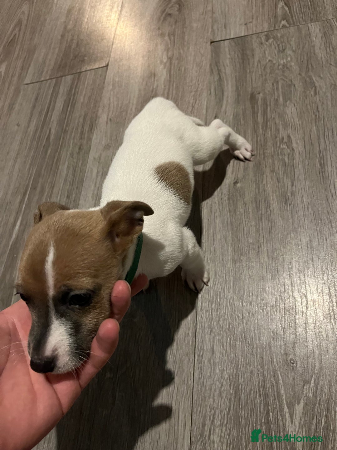 Jack Russell dogs for sale: 4 left!!! Blue/red tri JR puppies  - Advert 33