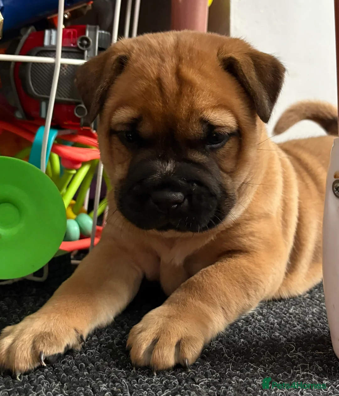 Mixed Breed dogs for sale: Staff cross chow chow  in Chipping Norton - Advert 2