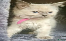 Ragdoll cats for sale:  FIFe Registered Ragdoll Kittens Champion Line - Image 21