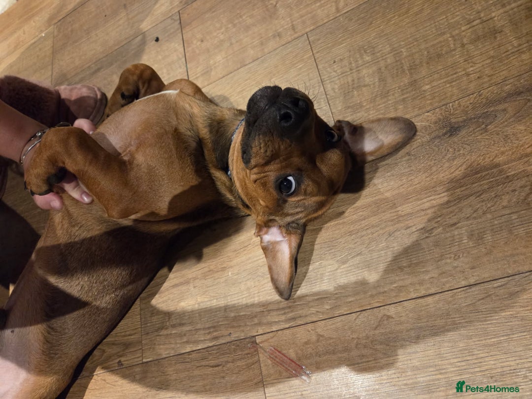 Mixed Breed dogs for sale: Charlie  - Image 3