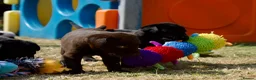 Labrador Retriever dogs for sale: Quality Labrador pups. Health tested parents - Advert 14