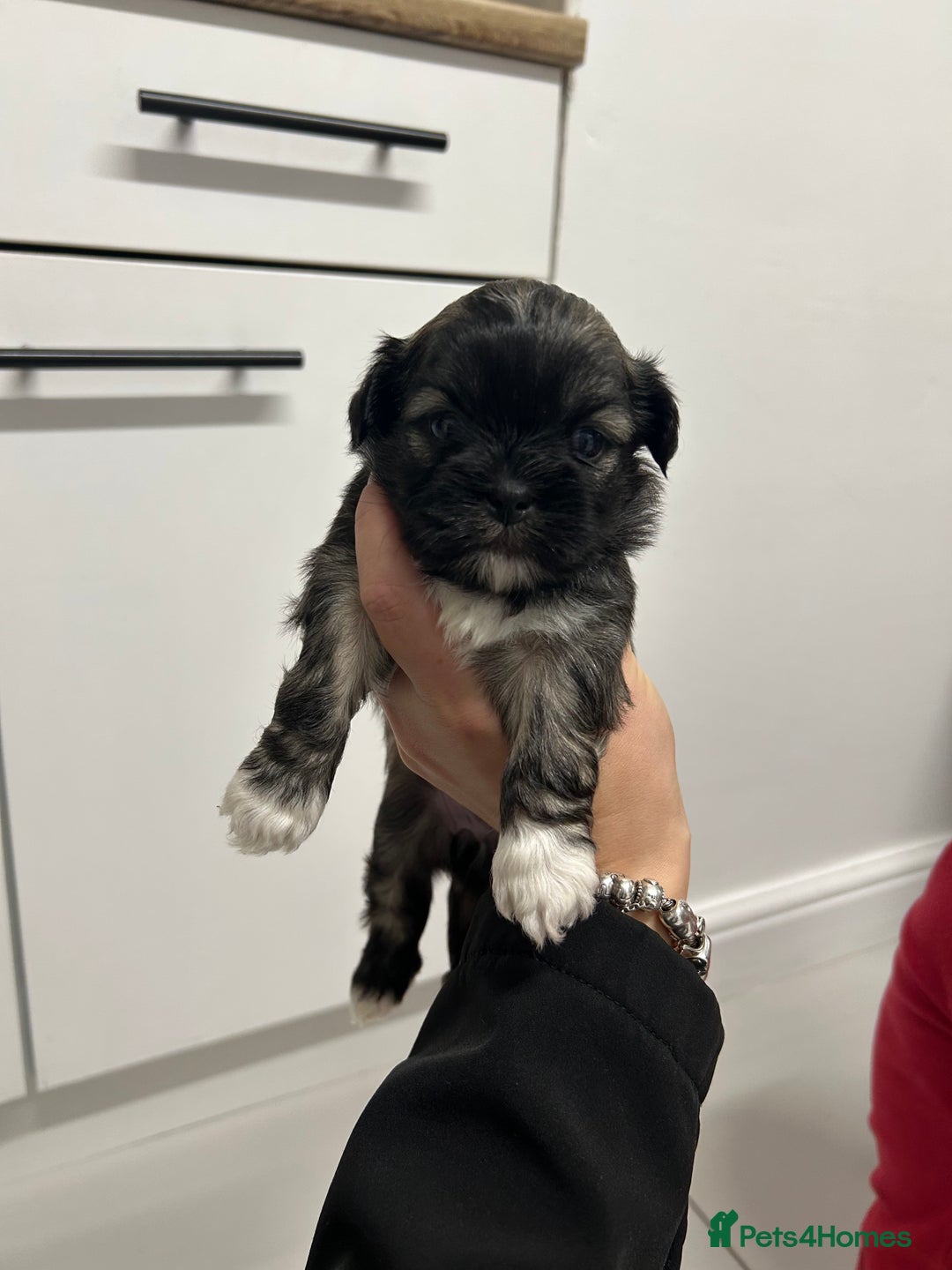 Lhasa Apso dogs for sale: Lhasa apso puppies  - Image 5
