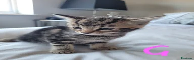 🐾 Kitten 4 –Simba