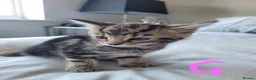 British Shorthair cats for sale: Ready NOW 🐾  Beautiful, Well-Loved Kittens  - Advert 7