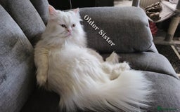 Mixed Breed cats for sale: Two Adorable Pure White Persian x Ragdoll Kittens - Image 16
