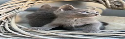 Russian Blue cats for sale: 🥇AWARD WINNING RUSSIAN BLUE - Advert 5