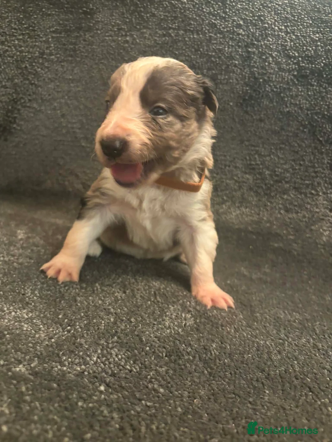 Border Collie dogs for sale: 8 Gorgeous Border Collie Puppies for Sale  - Advert 16